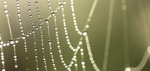 Close-up of drops of morning dew on a spider web in the early morning sun, natural abstract background.