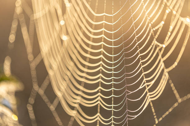 istock Close-up of a spider web on a blurred background. 1343525025