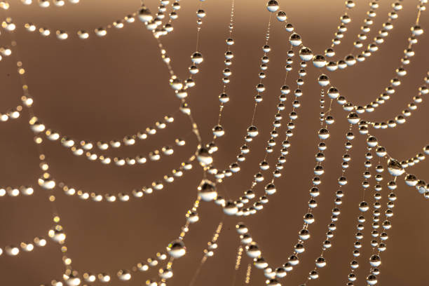 Close-up of dew drops on a spider web.