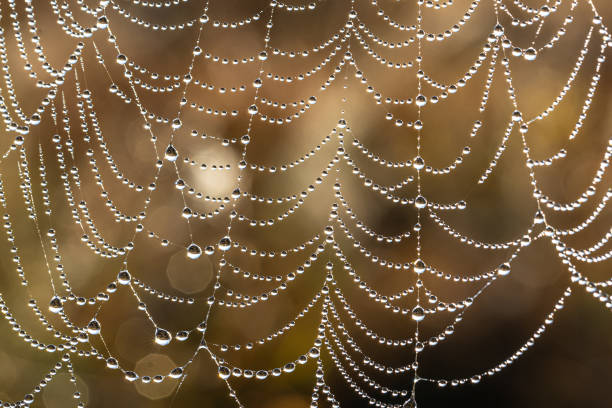 istock Close-up of dew drops on a spider web. 1343525035