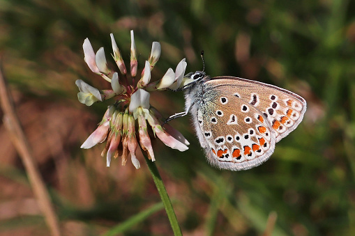 04 september 2021,, Basse Yutz, Yutz, Portes de France, Moselle, Lorraine, Grand Est, France. In a meadow, a male Common Blue Butterfly has landed on a clover flower to forage.