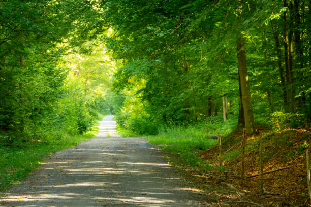 istock Dirt road through sunny beautiful green forest 1343526192