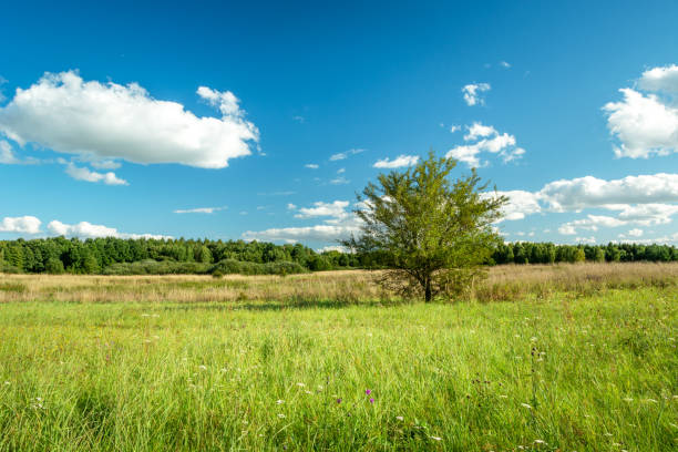 istock Lonely tree growing in a green meadow 1343526199