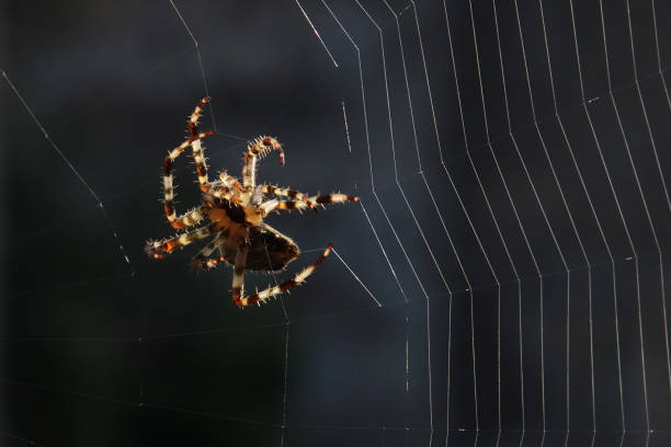 istock Diadem Sword - Garden Cross Spider (Araneus diadematus). 1343526416