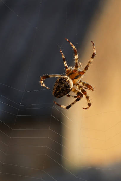 istock Diadem Sword - Garden Cross Spider (Araneus diadematus). 1343526428