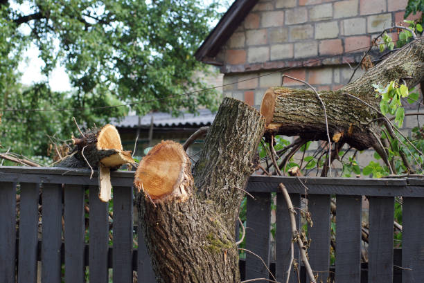 istock tree felled vandalism cleaning fence 1343528141