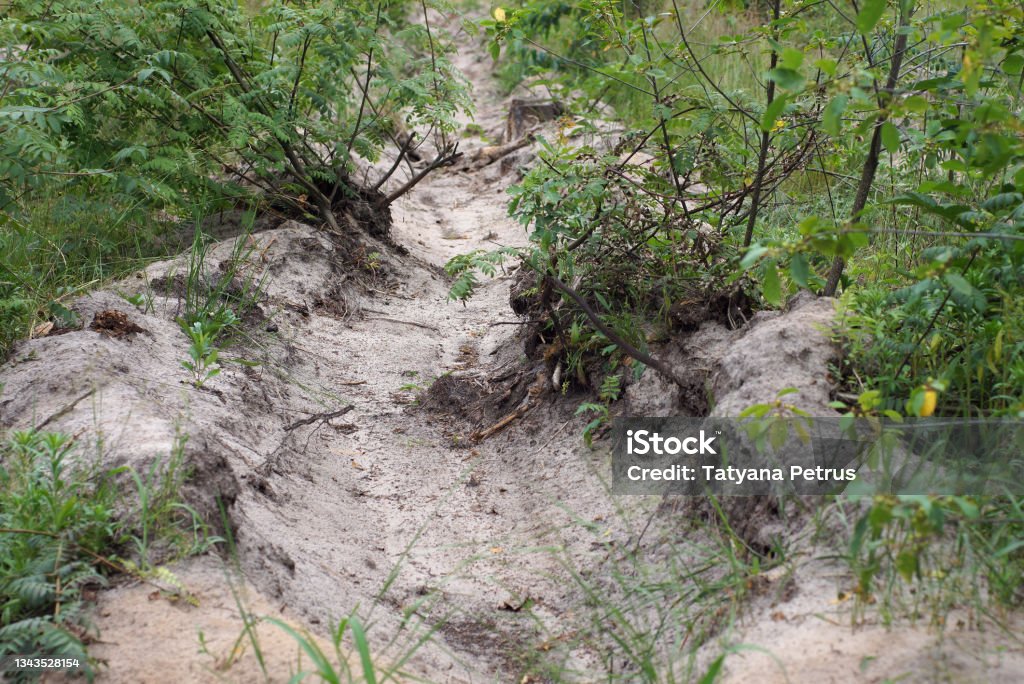 Dig Path Underground Excavation Dig Dug Forest Path Stock Photo - Download Image Now ...