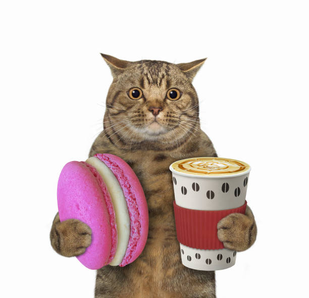 istock Cat holds cup of coffee and macaron 2 1343529298