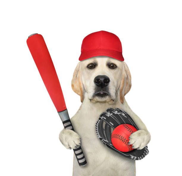 80,932 Animals Playing Sports Stock Photos, Pictures & Royalty-Free Images  - iStock