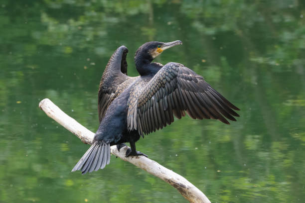 コーモラント(ファラクロコラックスカルボ) - great black cormorant ストックフォトと画像