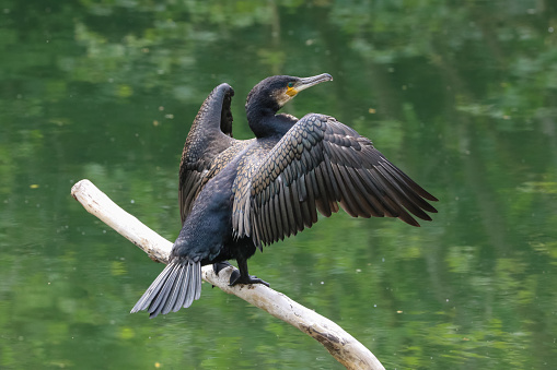 Close up of a Cormorant (Phalacrocorax carbo) perched on a branch over a river with its wings spread out.