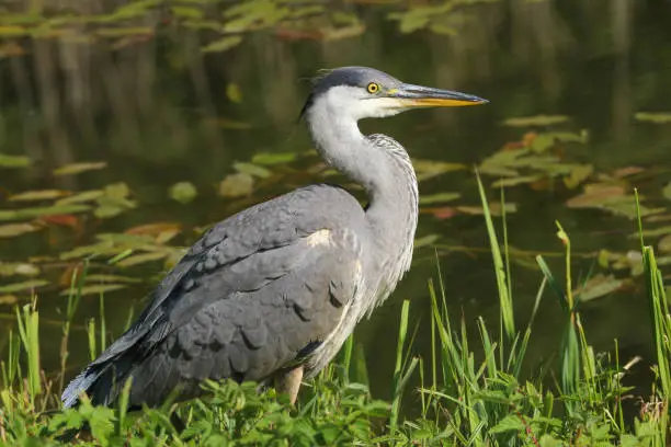 A juvenile Gray Heron (Ardea cinerea) standing by the side of a lake