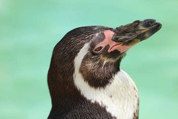 pingüino de humboldt - nobody beak animal head penguin fotografías e imágenes de stock