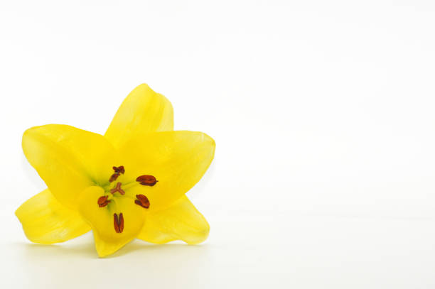 Close-up flower yellow lily on white background