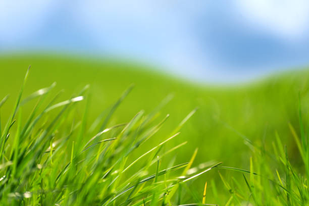 istock Fresh green grass against blue sky. Abstract spring background. 1343531665