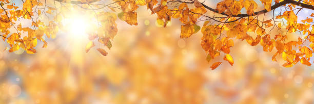 autumn yellow leaves of linden tree in autumn park. fall background - ukraine nature imagens e fotografias de stock