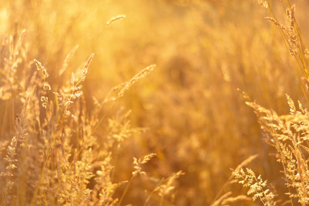istock Golden field meadow grass. Summer natural rustic landscape. Copy space. Soft focus 1343531745