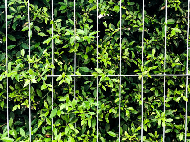 istock Fence with leaf background decoration in garden at home. 1343531831