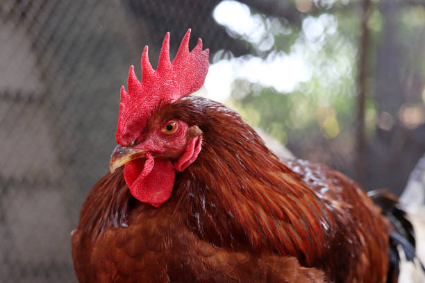 istock Red rooster on the farm 1343532468