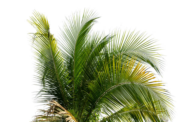 istock leaves of coconut tree isolated 1343533065