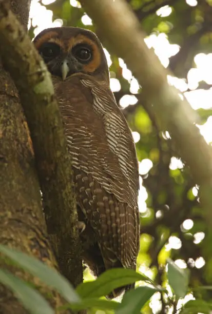 Brown Wood-owl (Strix leptogrammica ochrogenys) adult at daytime roost  (endemic Sri Lanka race)"n"nSri Lanka                December