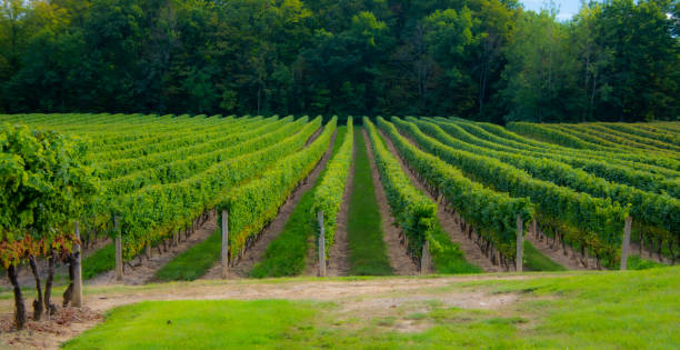 istock Vineyards of a winery in Niagara valley 1343537620