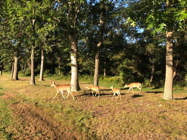 istock Four Deer at Heckscher State Park on Long Island NY 1343537886