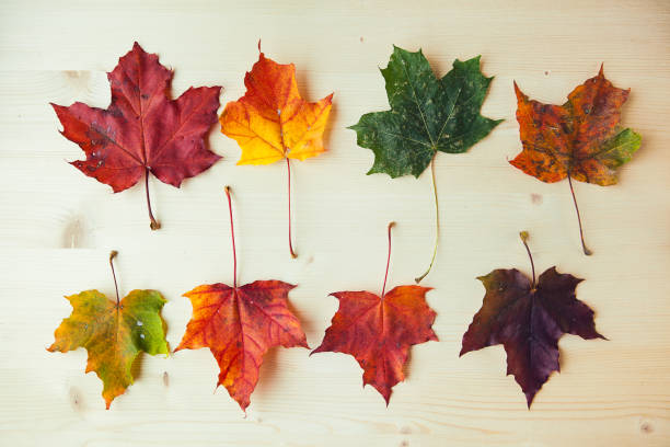 istock Multicolored maple leaves on wooden background. Colorful autumn leaf. 1343537915