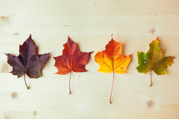 istock Multicolored maple leaves on wooden background. Colorful autumn leaf. 1343537923