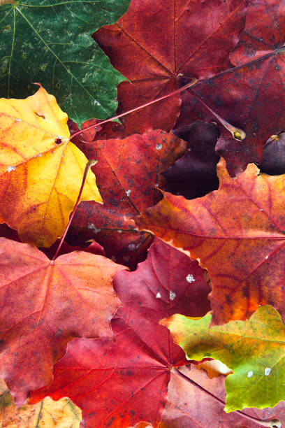 istock Multicolored maple leaves background. Colorful autumn leaf texture. 1343537929