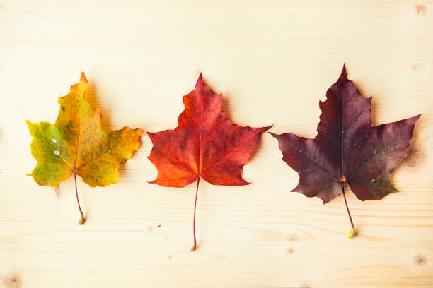 istock Three multicolored maple leaves on wooden background. Colorful autumn leaf. 1343537939
