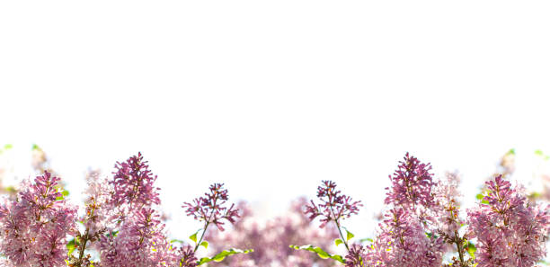 les fleurs bordent, les branches avec des fleurs lilas sur un fond flou de verdure printanière, l’espace de copie. - spring border photos et images de collection