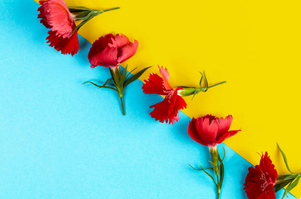 istock Flower composition of bright red carnations on a yellow and blue background with texture, copy space. 1343539814