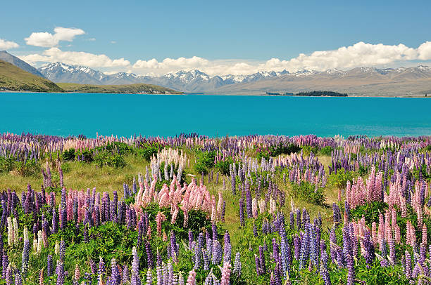 istock Lake Tekapo, New Zealand 134353993
