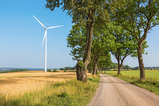 Gravel road through a lined with trees and a windmill on the field