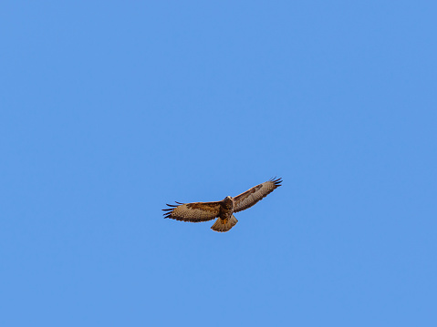 Flying Common Buzzard on a clear blue sky