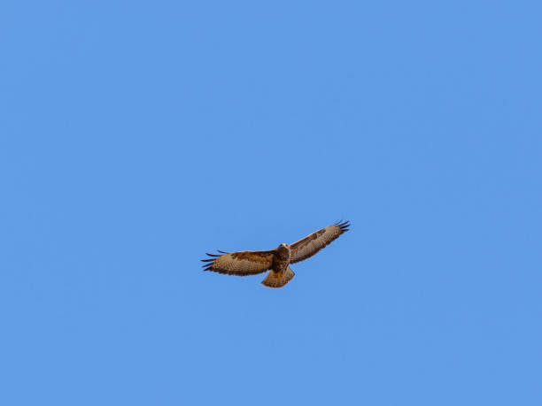 Flying Common Buzzard on a clear blue sky Flying Common Buzzard on a clear blue sky eurasian buzzard photos stock pictures, royalty-free photos & images