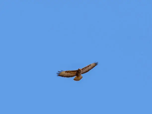 Photo of Flying Common Buzzard on a clear blue sky