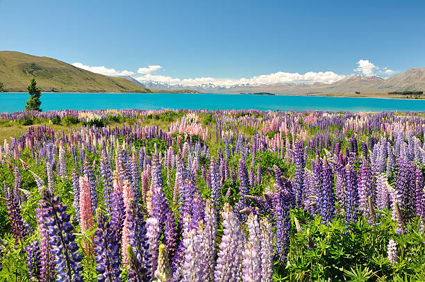 istock Lake Tekapo, New Zealand 134354056