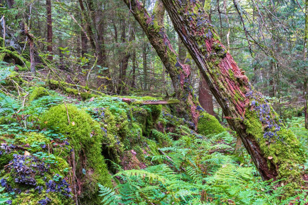 istock Old growth forest with green moss and leaning trees 1343541593