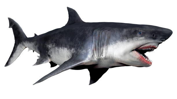 megaladon bpr render, z tła. renderowanie 3d - pack animal zdjęcia i obrazy z banku zdjęć