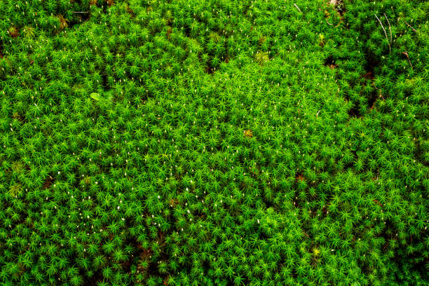 Yatsugatake moss plateau forest, Japan.