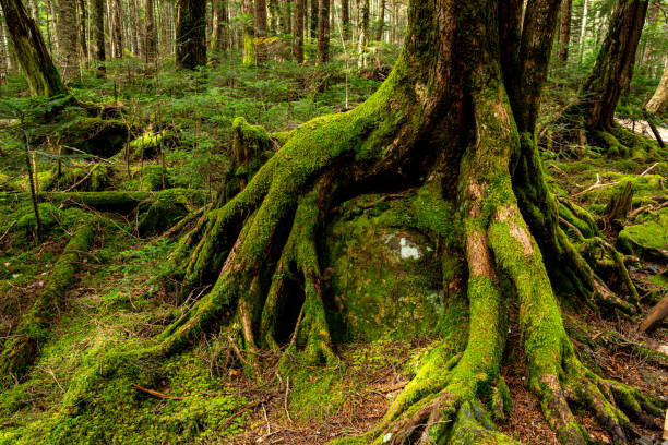 istock Beautiful Japanese moss covered plateau forest. 1343543182