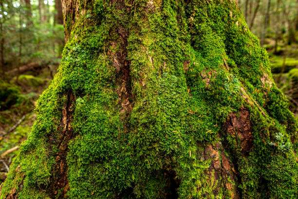 istock Beautiful Japanese moss covered plateau forest. 1343543236