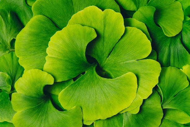 Natural medicine herbal. Natural remedies medicines.Fresh vibrant green ginkgo biloba leaves. Natural foliage background.Ginkgo Biloba Tree Leaves. Ginkgo Biloba Tree Leaves.Fresh vibrant green ginkgo biloba leaves. Natural foliage background.Natural medicine herbal. Natural remedies medicines. ginkgo stock pictures, royalty-free photos & images