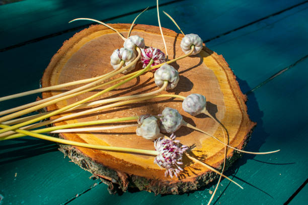 istock Ripe garlic seeds on a wooden stand 1343544610