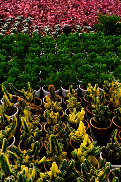 Small potted plants in a greenhouse , Various flowers and cactus plants inside nursery.