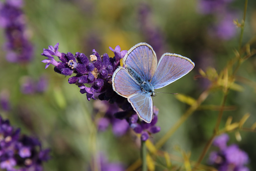 Bluebottle butterfly on tansy,Eifel,Germany.
