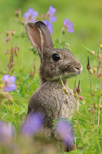Wild Rabbit (Oryctolagus cuniculus) sitting in a field amongst the wild flowers.