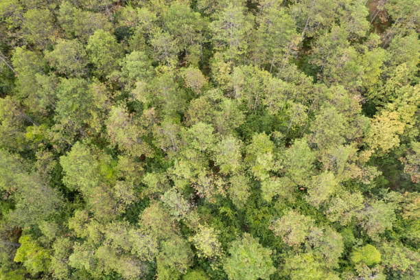 istock Aerial view of forest 1343548752